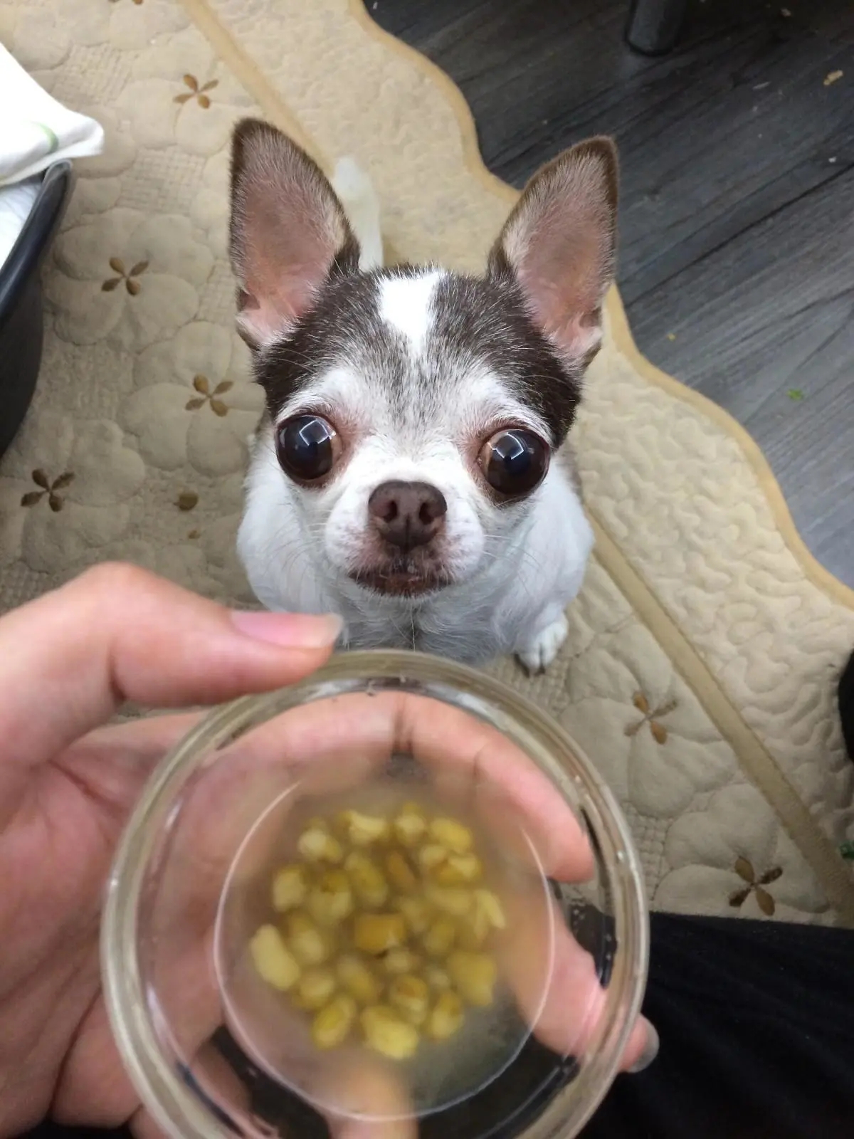 狗狗有口臭怎么办最有效的方法,狗狗口臭怎么办解决方法大揭秘