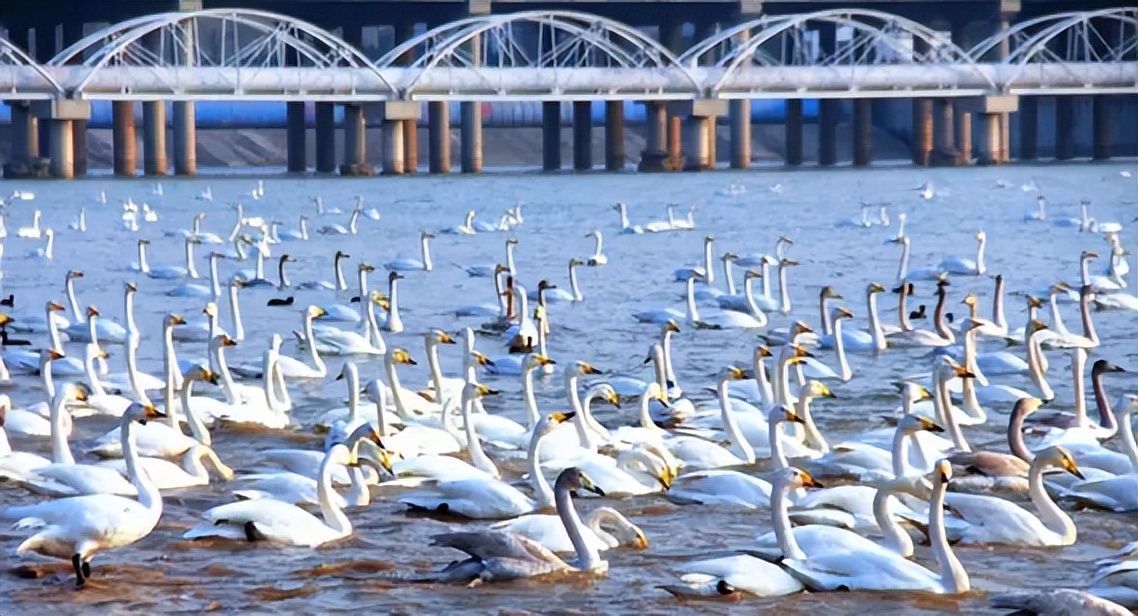 中国最受欢迎的十大端游,中国最受欢迎自驾游318