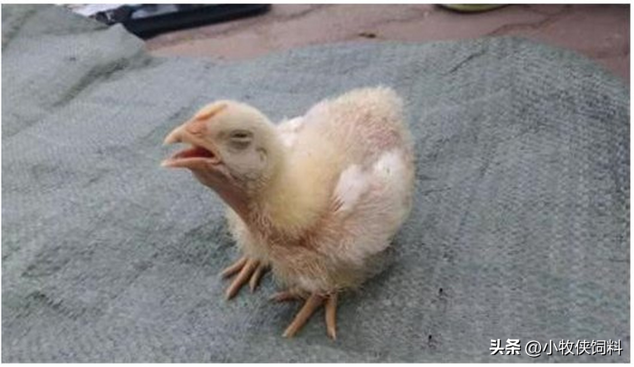 鸡气囊炎什么时候能彻底治好,鸡气囊炎的症状与防治