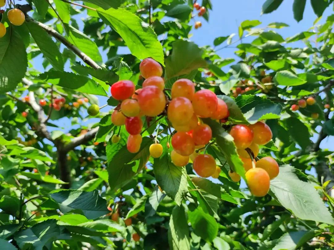 大连美早樱桃几月份上市,大连美早大樱桃现摘现发新鲜到家