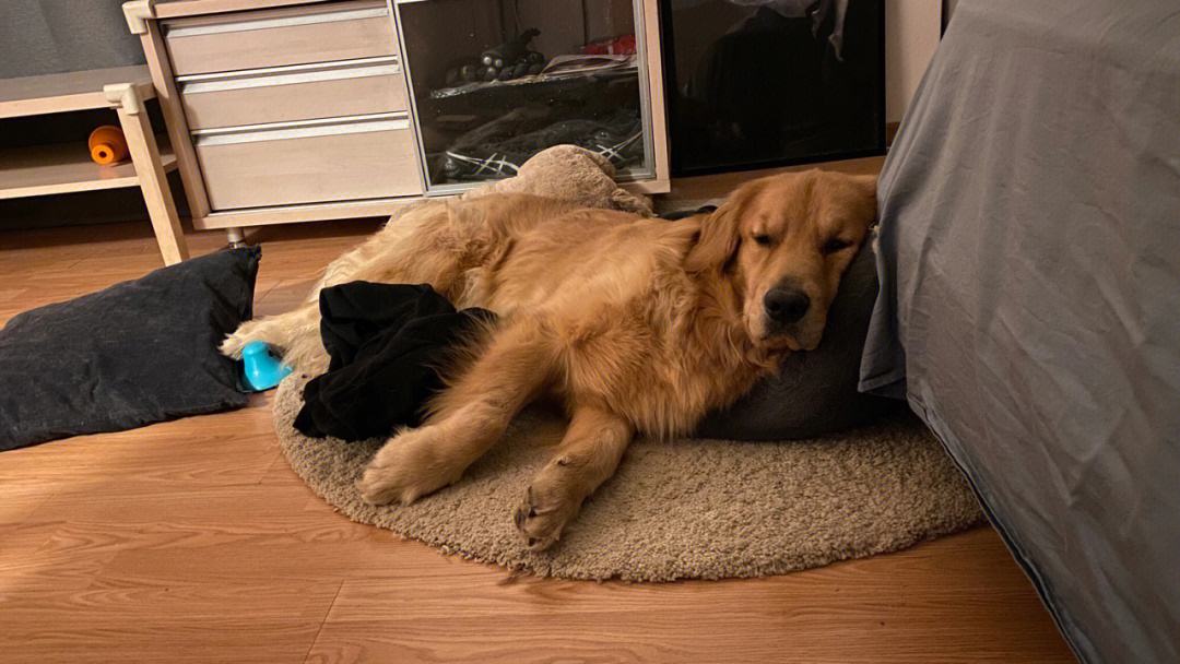 为什么很多人不喜欢养母狗,很多人喜欢养公狗还是母狗