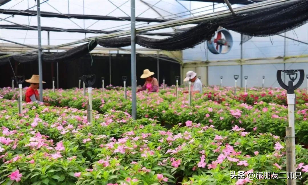 佛山江门广州旅游攻略,佛山去江门旅游攻略