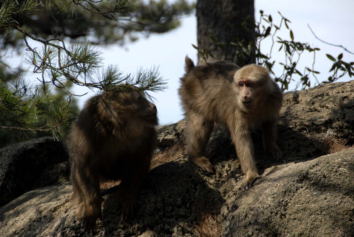 猴崽苦练猴爪功和铁砂掌，随母逃亡八年后竟然一掌成王|故事