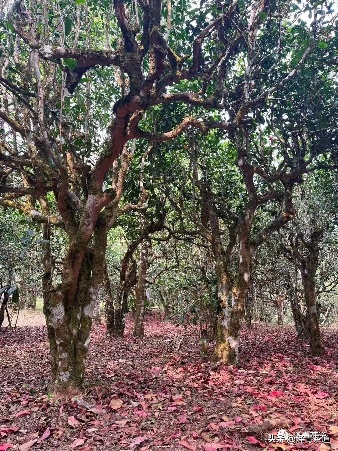 中国10大名茶品牌排名图片,2022年最具品牌价值的10大茶品牌