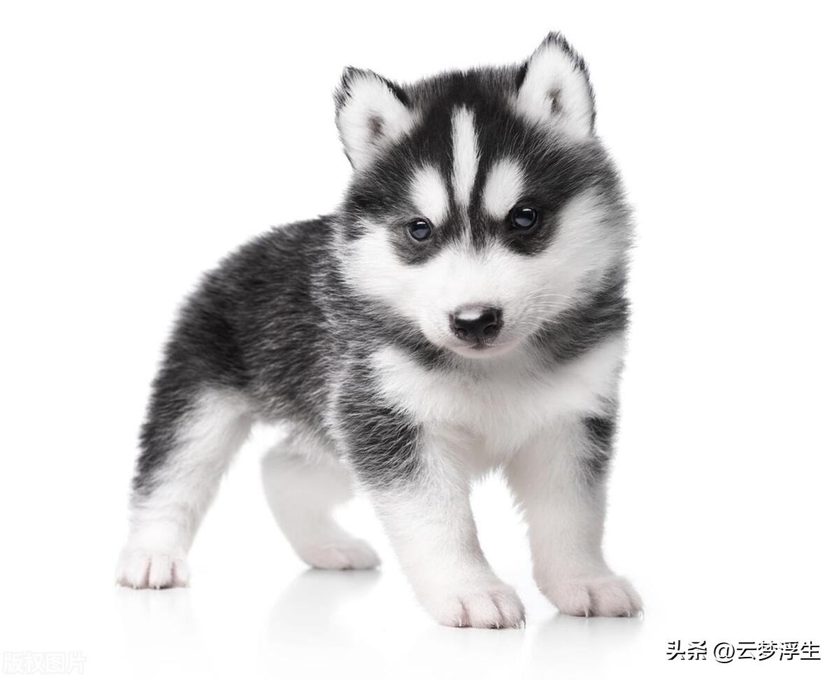 纯种哈士奇犬辨别方法,怎么挑选哈士奇的纯种狗