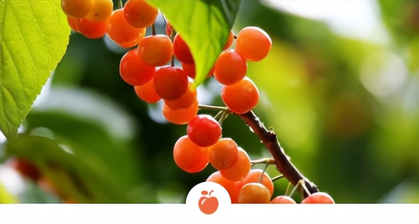 我的初中生活精彩结尾,《我的初中生活》