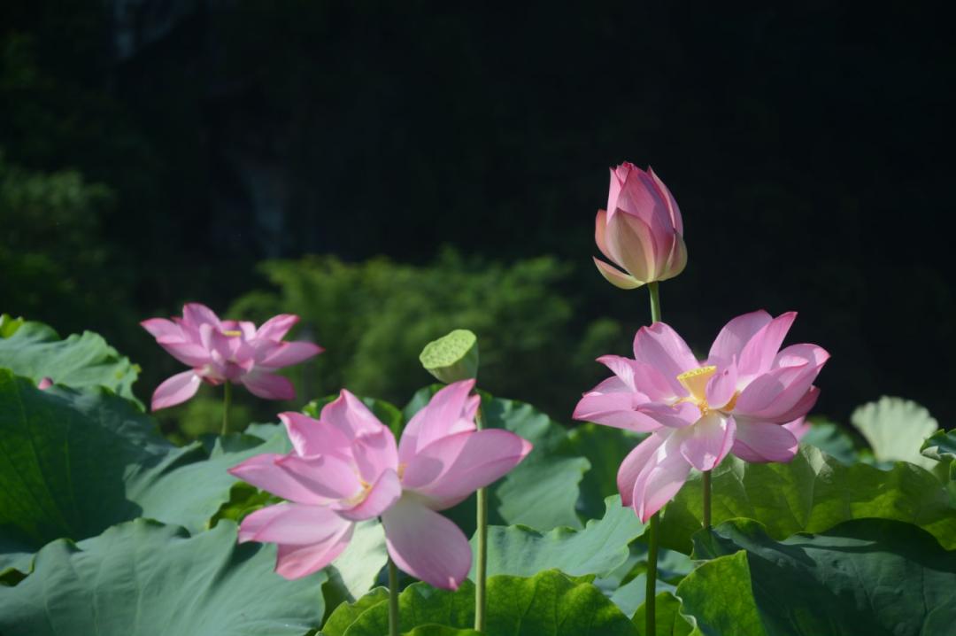 广州清远一日游必去景点,清远宝墩湖附近旅游攻略