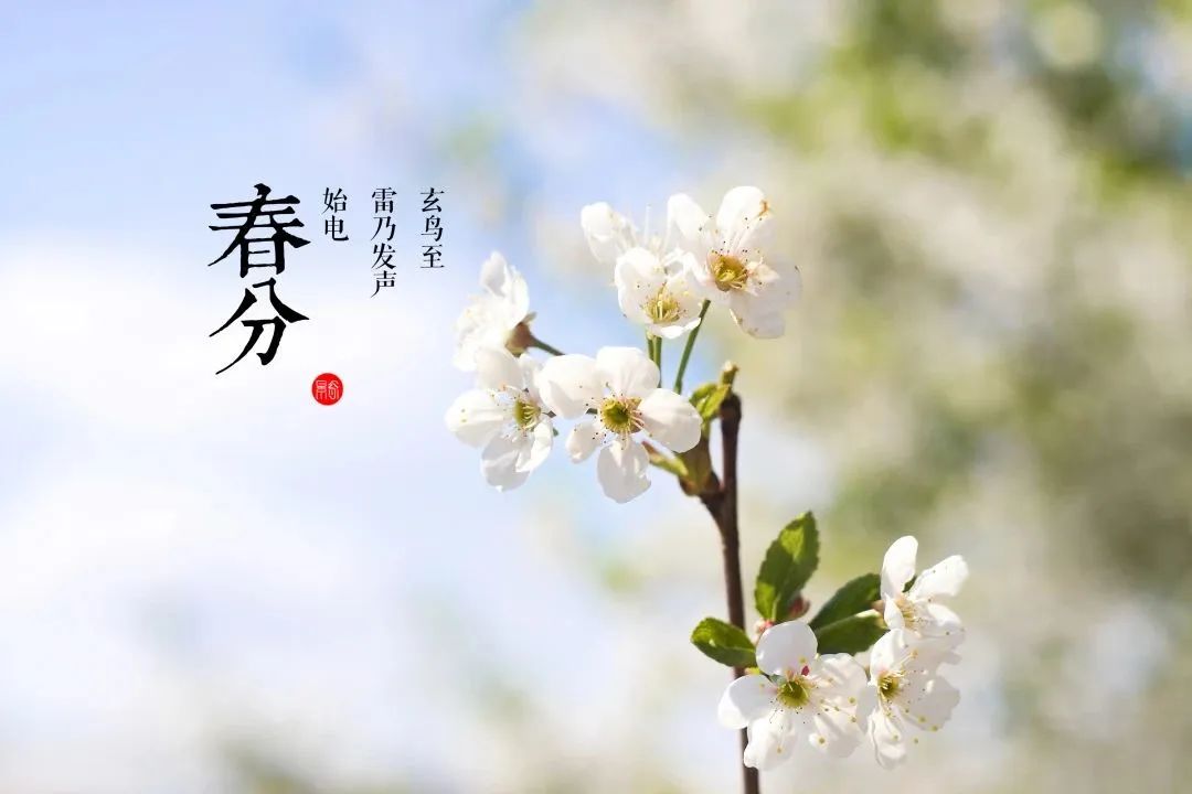 遵节循气|*光春**为礼，花开为信