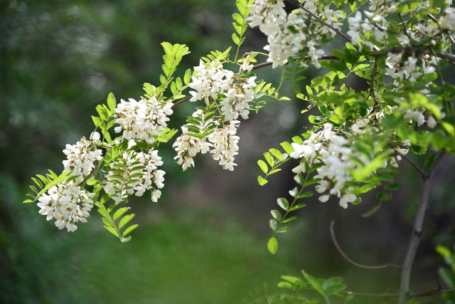 乡土散文消失的村庄,乡土散文朗诵