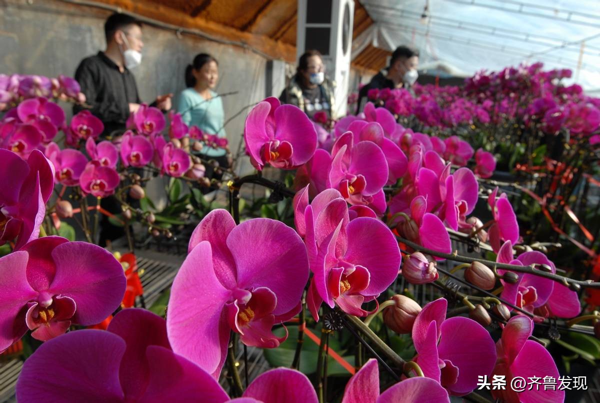 山东即墨：蝴蝶兰花俏销迎新春