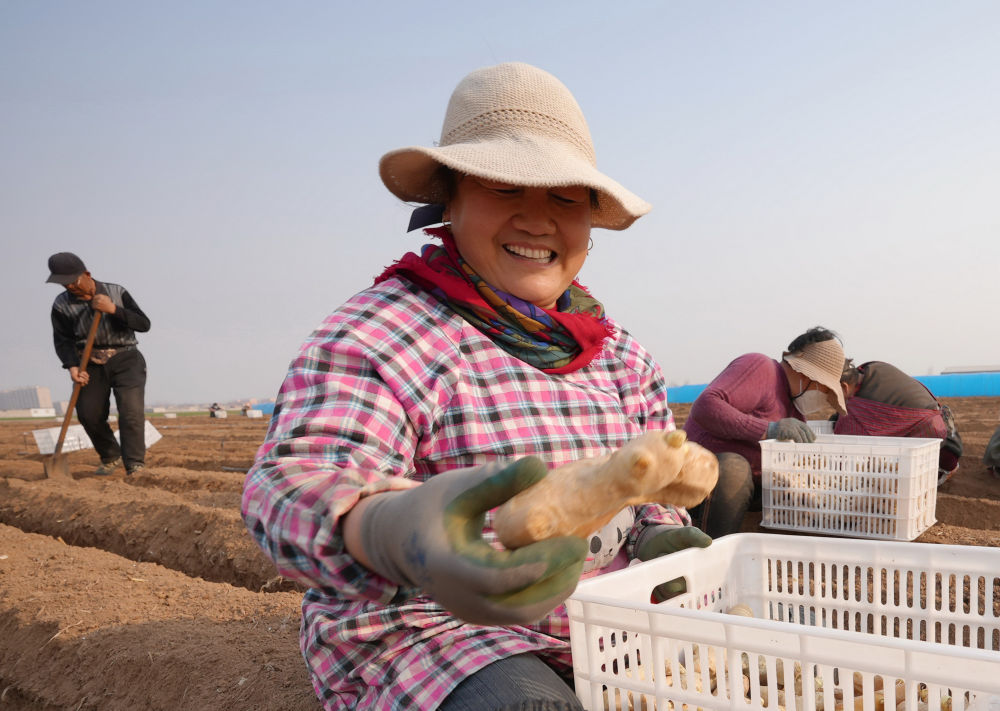 河北唐山生姜种植技术,河北唐山冀东生姜之乡播种忙