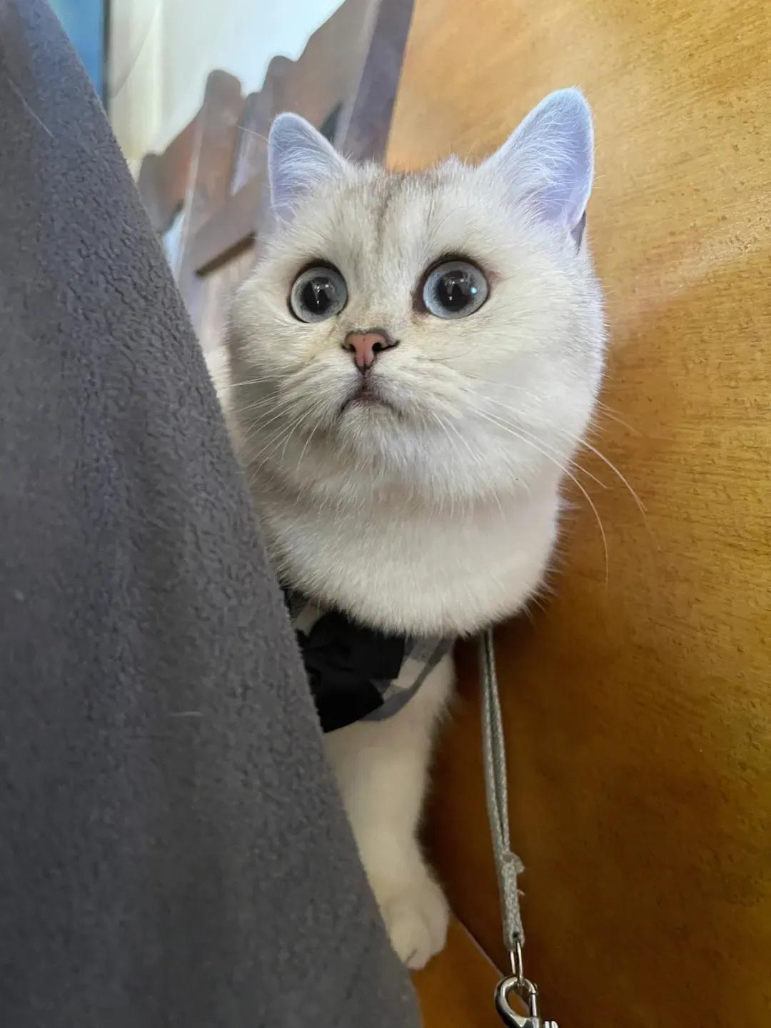 严禁虐待猫狗,禁止虐待猫狗