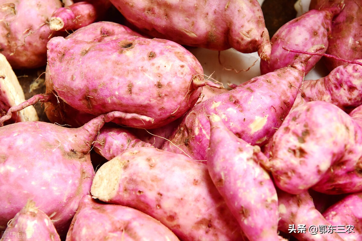 紫薯白薯红薯哪个营养价值更高,紫薯红薯白薯哪个营养高