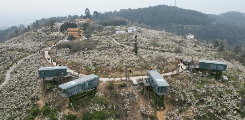 【诗词】我的长江是一棵树（外四首）‖罗学娅