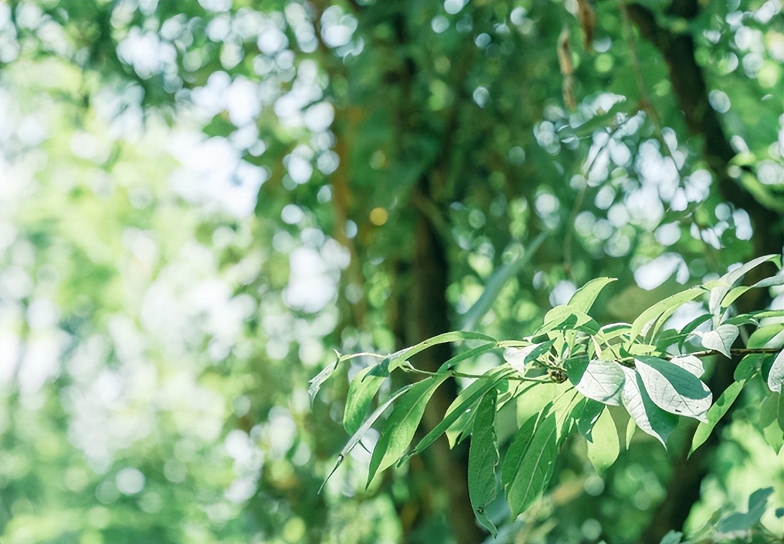 儿童慢性气管炎中药怎么治,慢性气管炎中药方剂大全