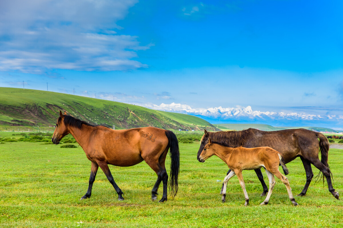 龟兔赛跑哲理小故事,马和马驹的故事告诉我们什么道理