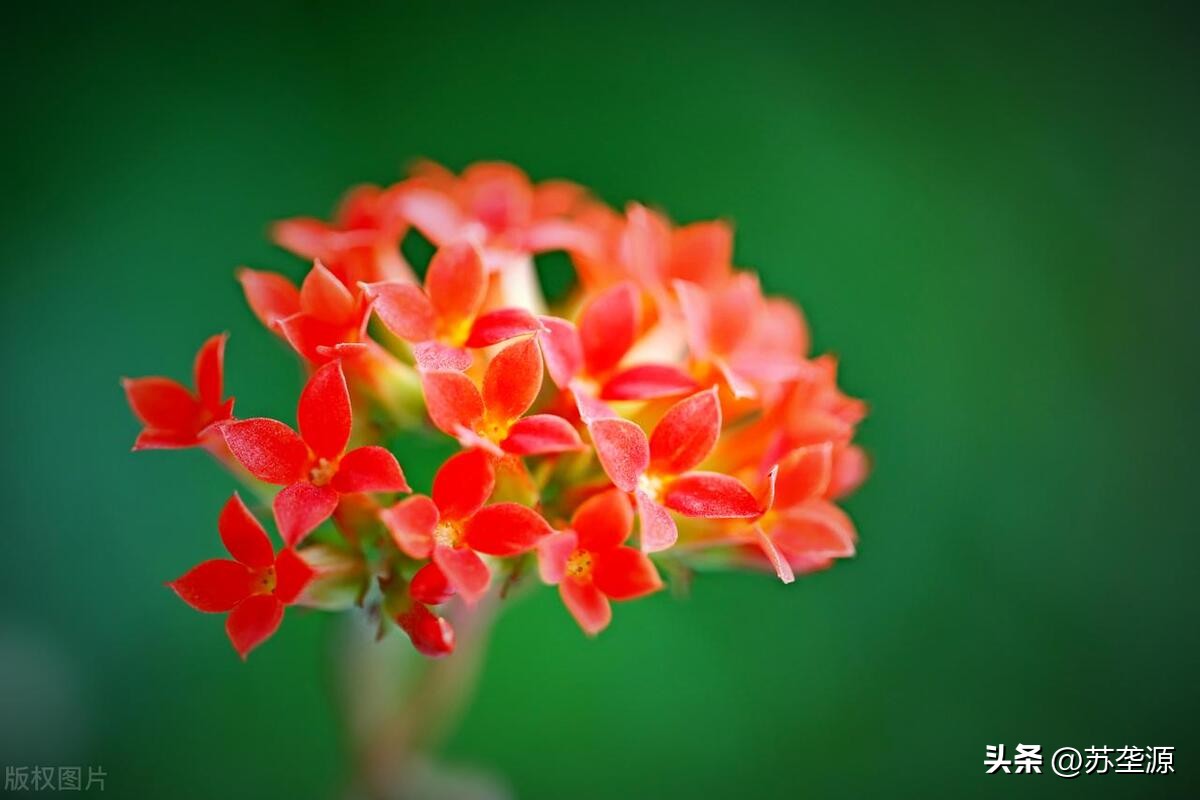 珍珠光泽的长寿花品种大全,长寿花最好看的品种花朵色彩丰富