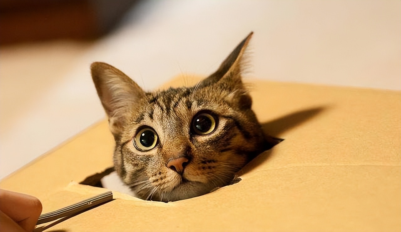 给不听话猫咪剪指甲的正确姿势,如何正确帮猫咪剪指甲学到了