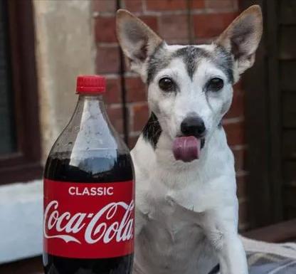 狗狗经常喝粥好吗,狗狗经常喝茶水好吗