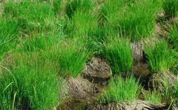 铁道兵红色记忆,铁道兵记忆大全