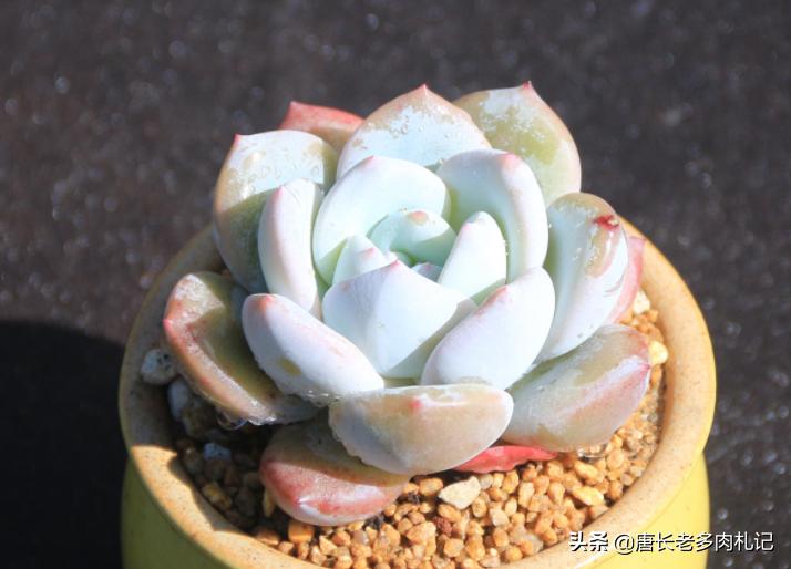 多肉嫦娥，本身是很优秀的品种，但奈何现在以冒充橙梦露为生