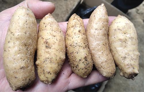 栽培技术是天麻高产稳产的基础,陕南天麻的种植技术