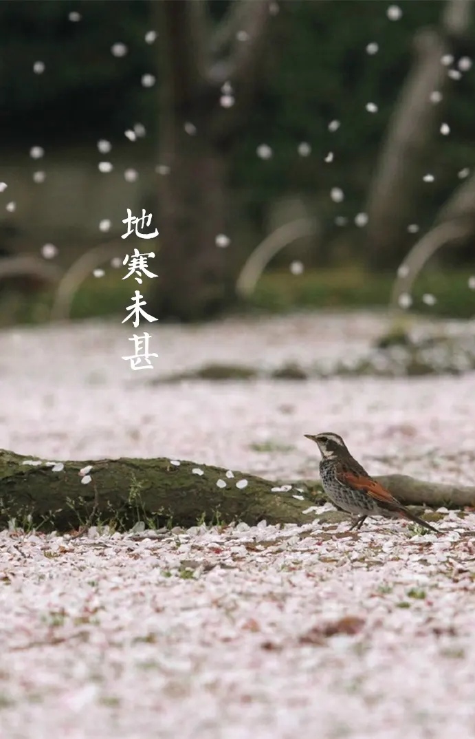 文采极高的散文清浅岁月淡然而行,关于岁月的味道的优美散文