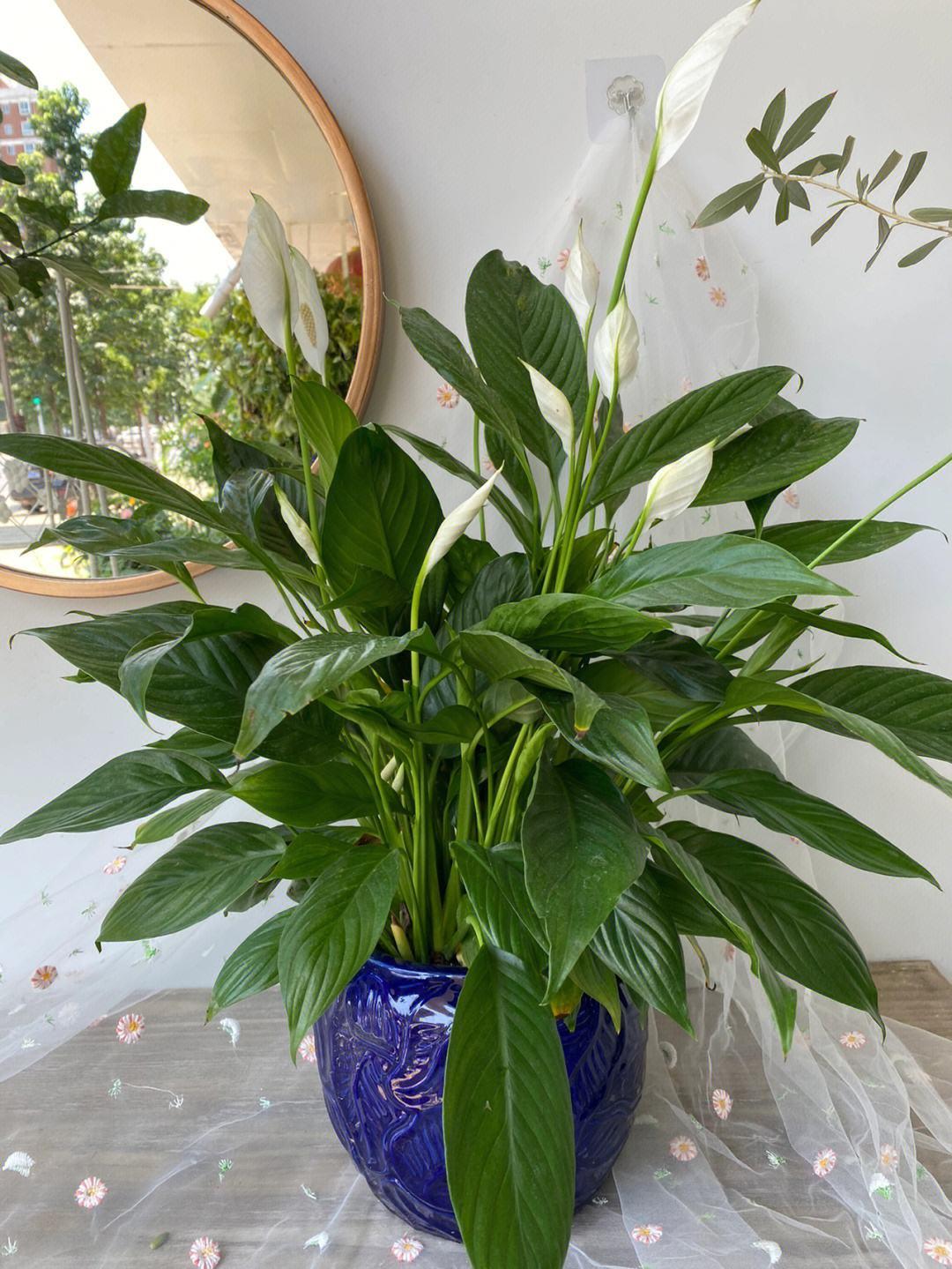 家里光线差就养这几种花,什么花散射光就可以养好