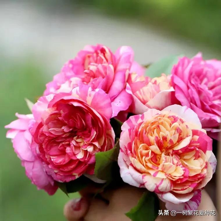 波浪边花型月季,爱杜尔马奈和伊蕾莎丝特