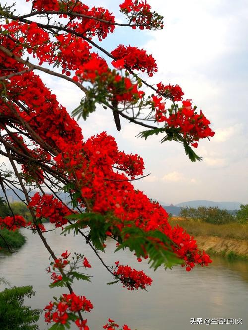 走在乡间的小路上三角梅很漂亮,走在乡间的小路上德宏傣族五重唱