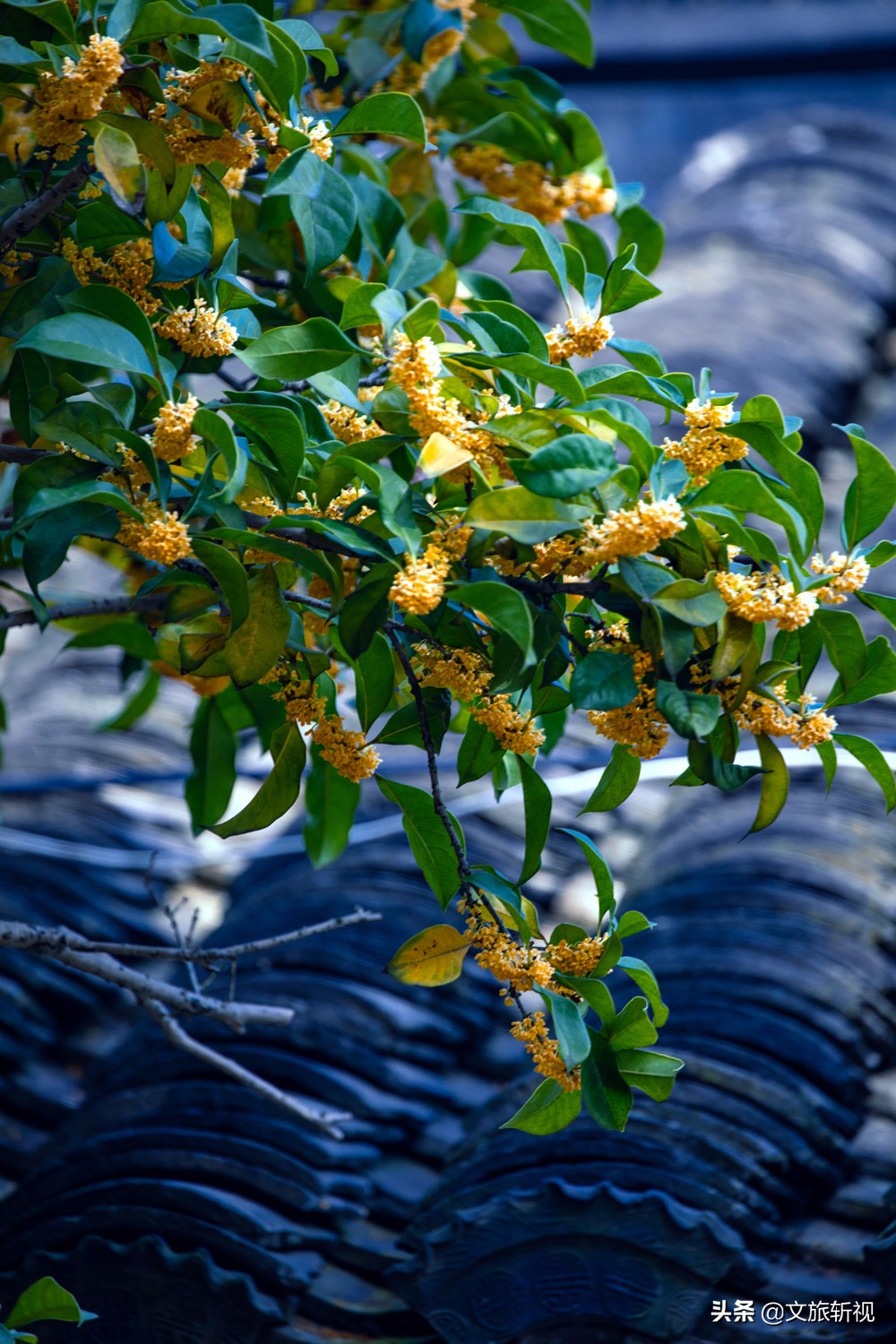 苏州自古是名城,苏州自古以来就是江南水乡