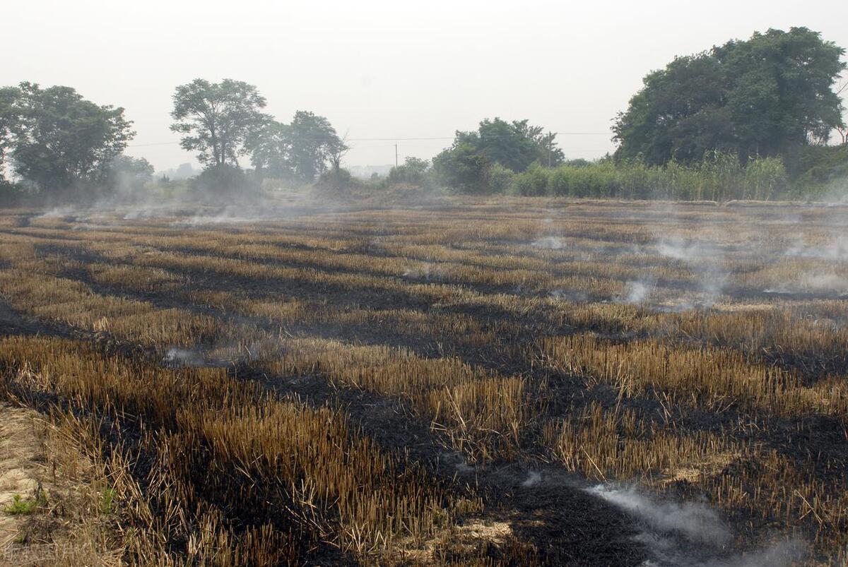 焚烧秸秆对土壤好还是坏,焚烧秸秆利大还是弊大