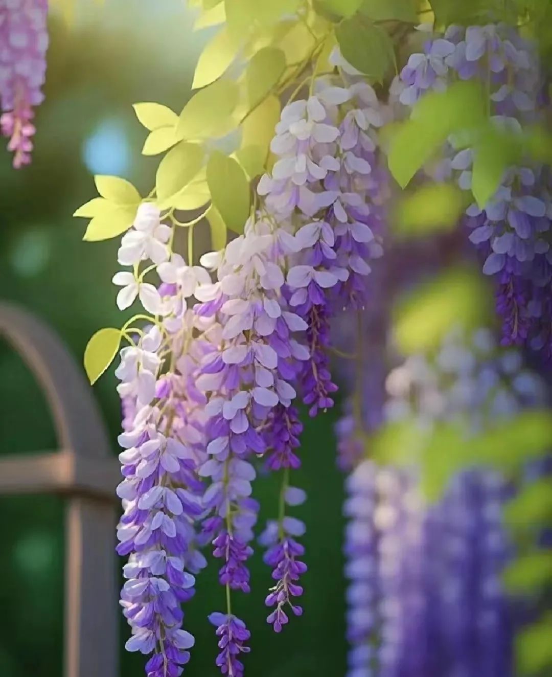 30款经典蓝紫色开花植物!别拉我,就让我坠入这梦幻的漩涡