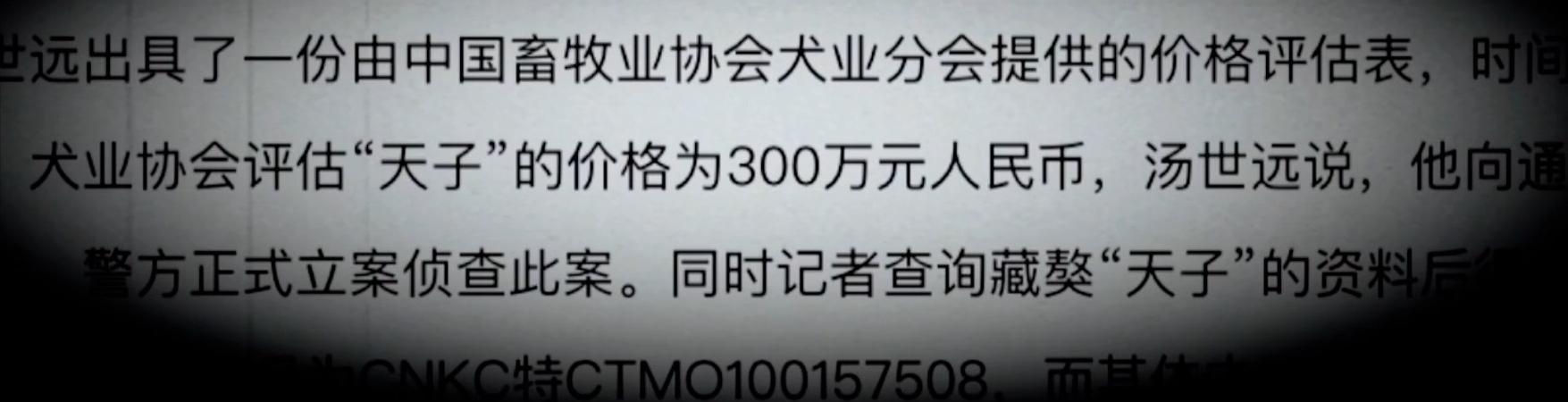 藏獒:中国的郁金香泡沫