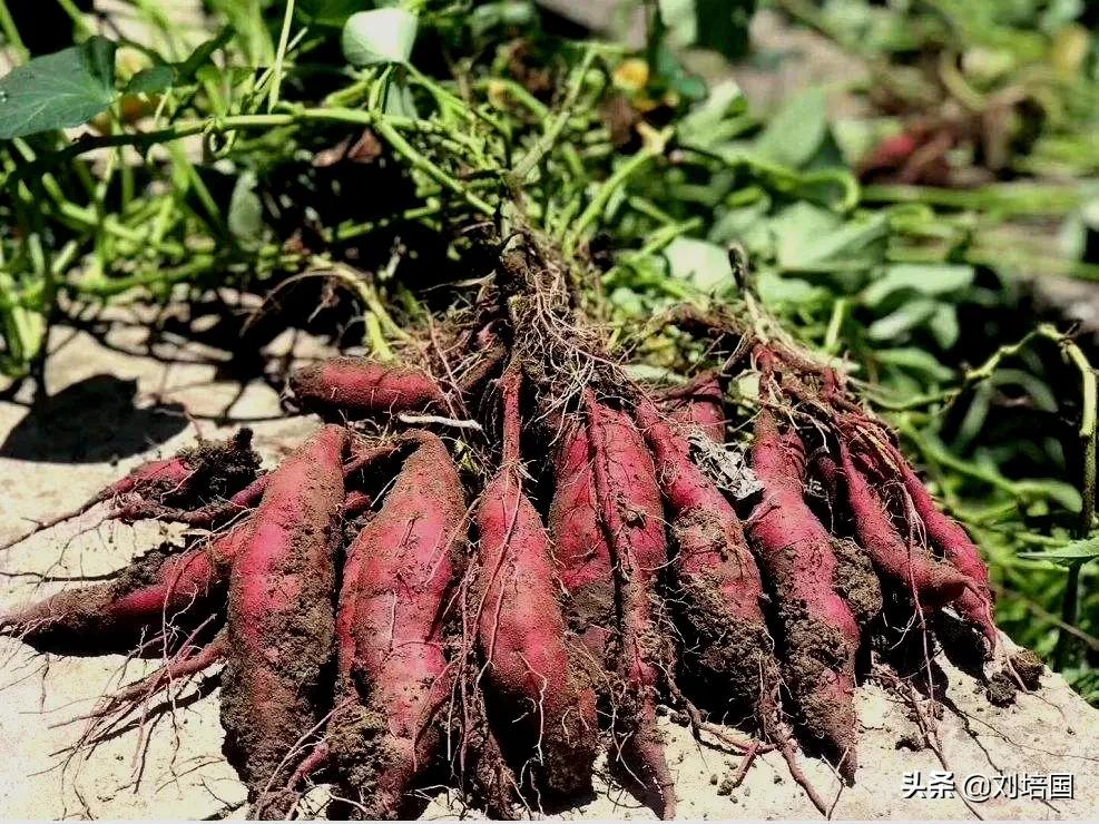 中国植物学的三大奠基人,中国植物学发展历程