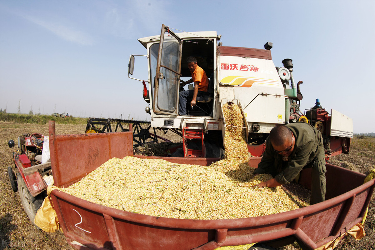 大豆价格行情今日报价4月7日,大豆行情今日大豆价格走势