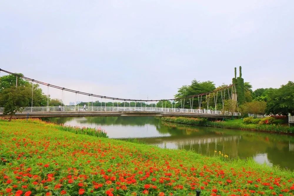 广州哪里有花海的景区,广州南沙区有哪些花海