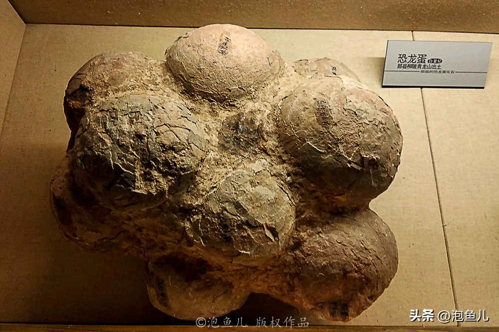 湖北大山发现30万枚恐龙蛋！村民竟拿去垒猪圈，这也太魔幻了吧