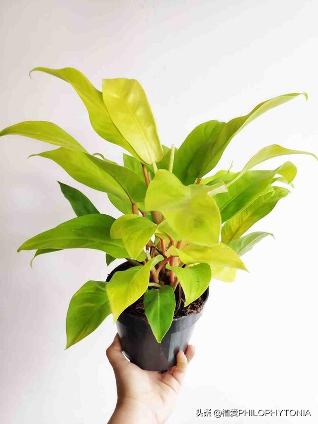 花境常绿植物推荐,室内大型开花植物推荐