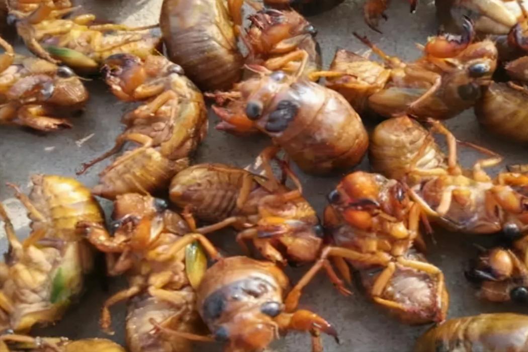 在美国知了猴泛滥,中国人在美国吃知了猴