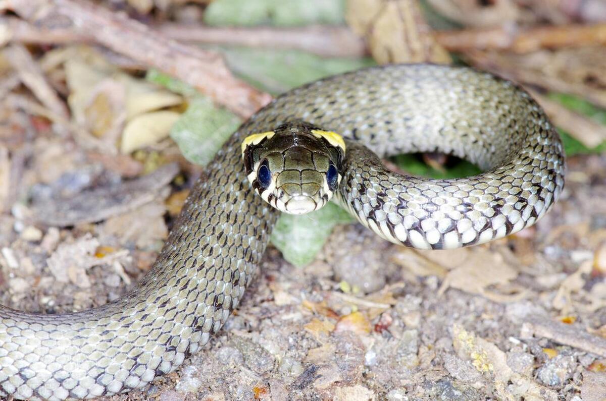 为什么家里会进蛇，家里发现蛇怎么处理？有什么好的办法？