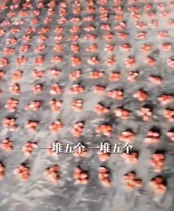 农民伯伯买4800粒玉米种子，倒出来数完只有3118粒，网友大骂商家