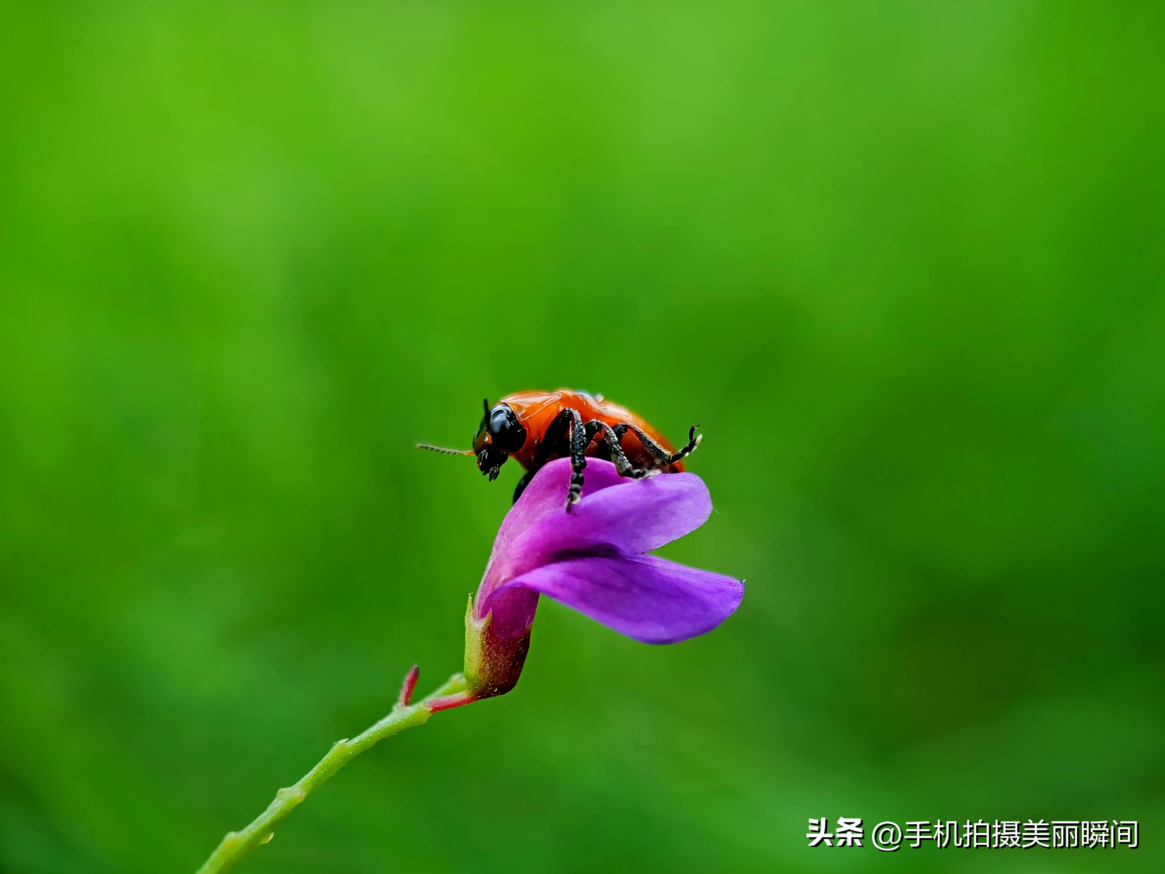 手机拍摄的照片怎么不清晰,手机拍摄照片不清晰怎么弄