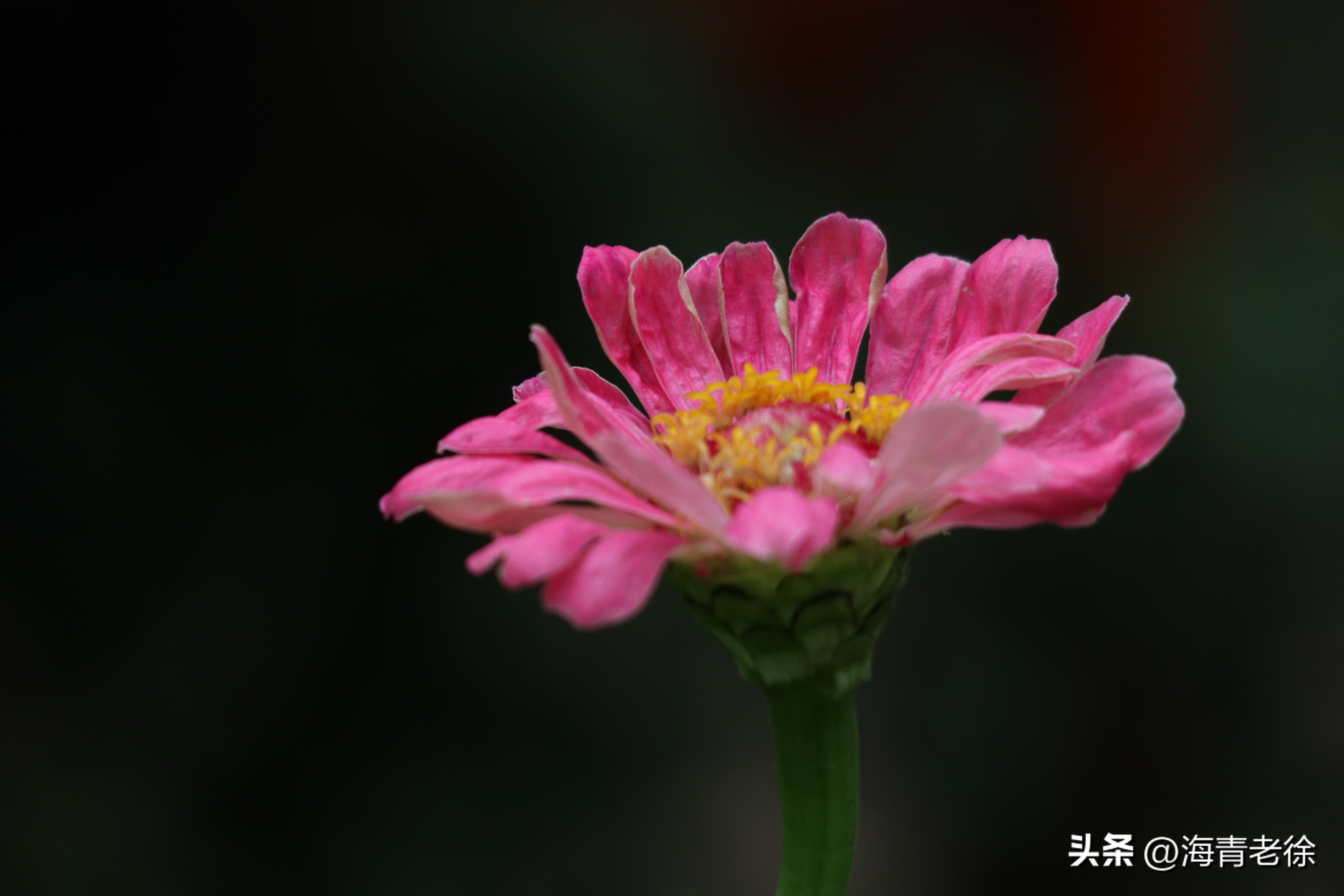 百日菊的花特征,五彩百日菊开花图片