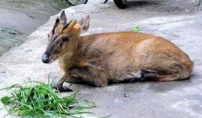 动物千姿百态,动物园的动物千姿百态