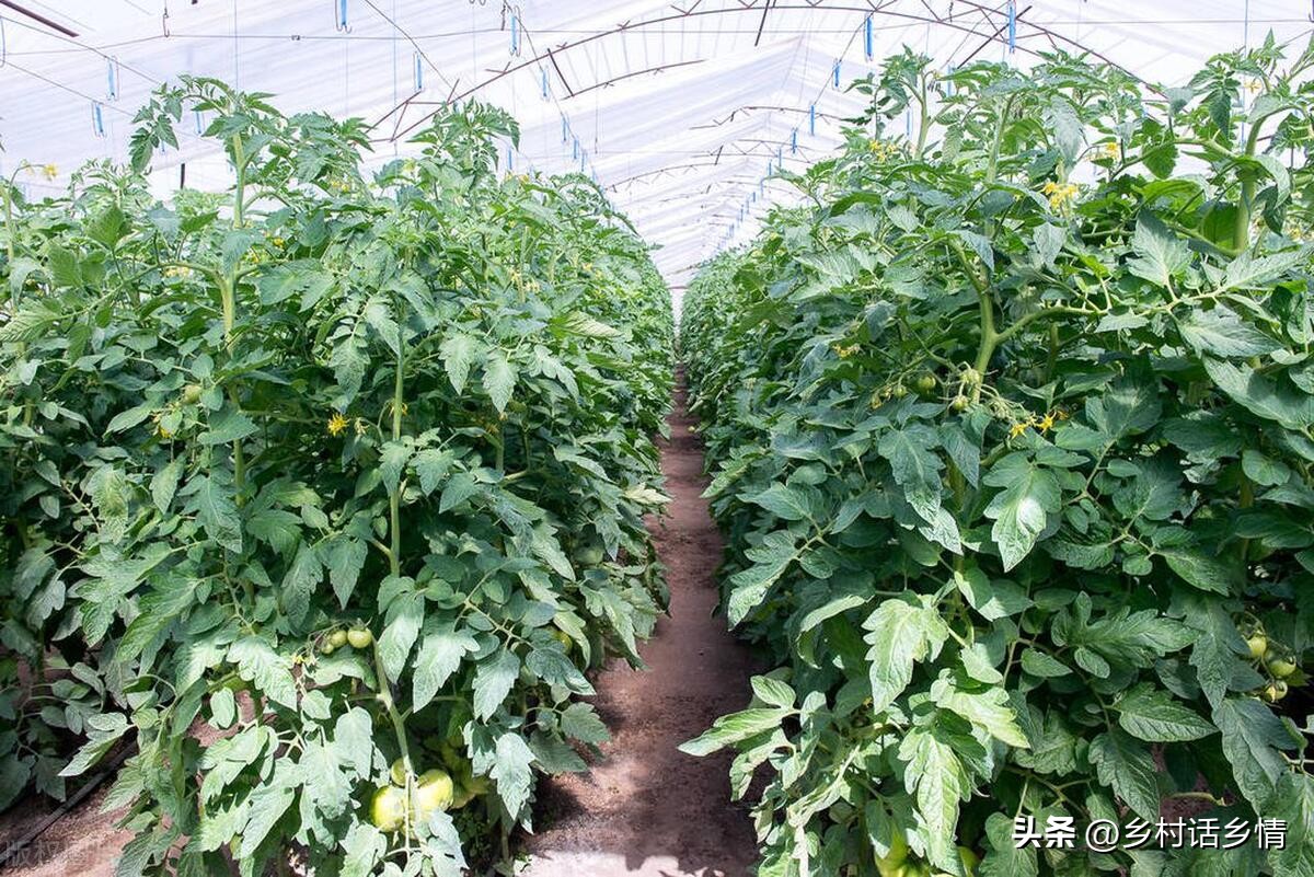 蔬菜摘叶技巧,夏天蔬菜什么时间整枝打叉