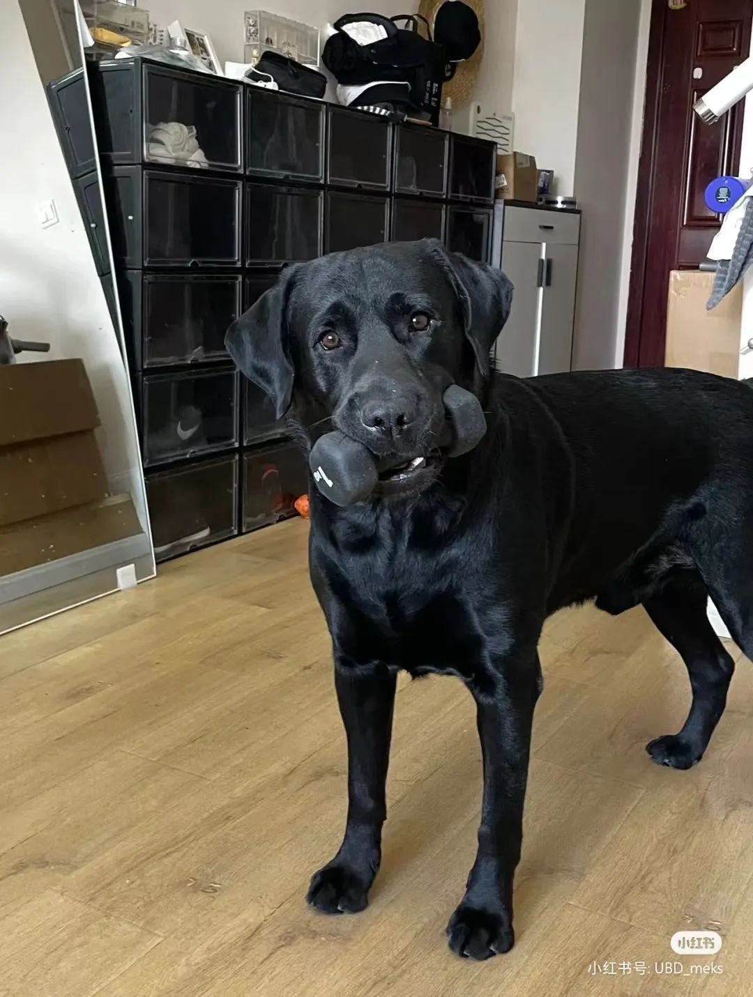 狗嘴里吐不出象牙梗,狗嘴里吐不出象牙是形容词么