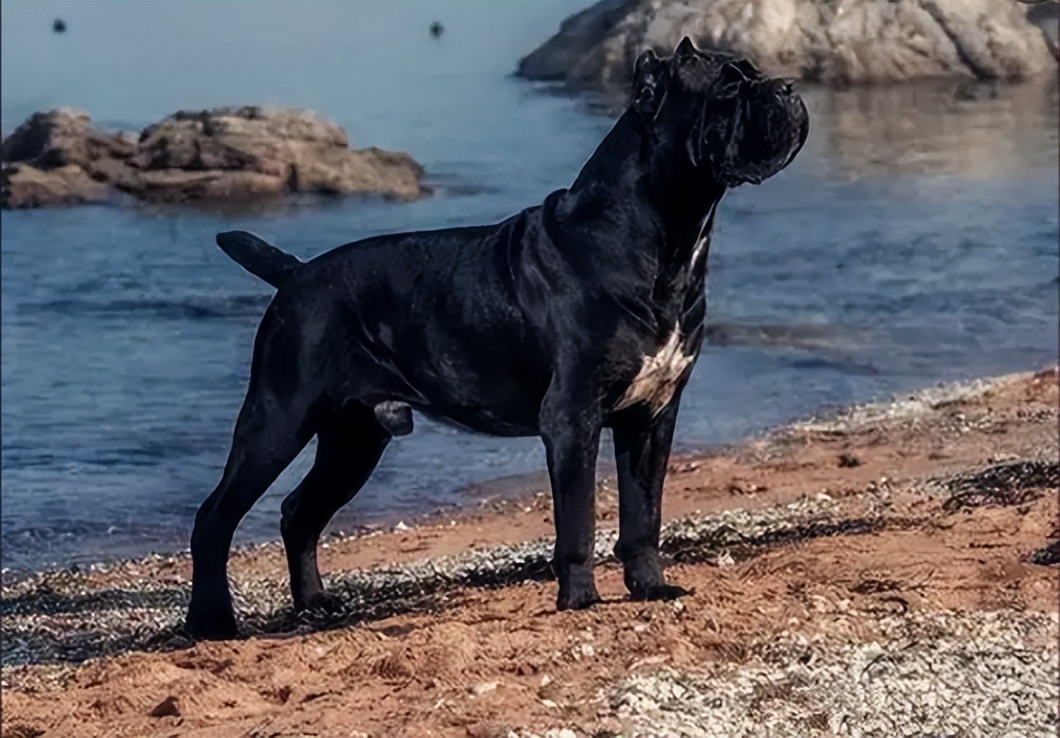 哪种狗适合和卡斯罗一起养,养狗卡斯罗幼犬