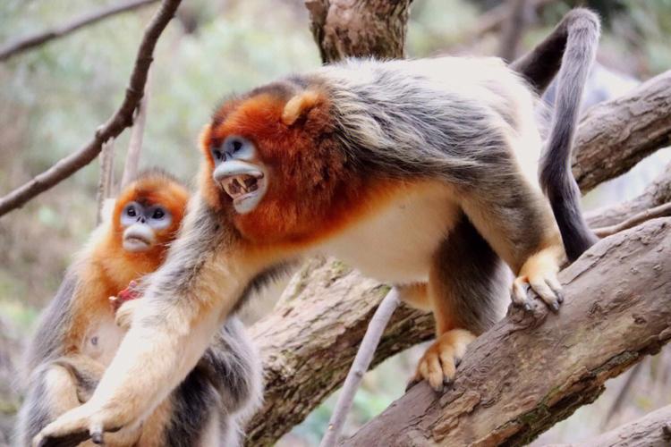 金猴传奇天命战域,金猴传奇烈火之力