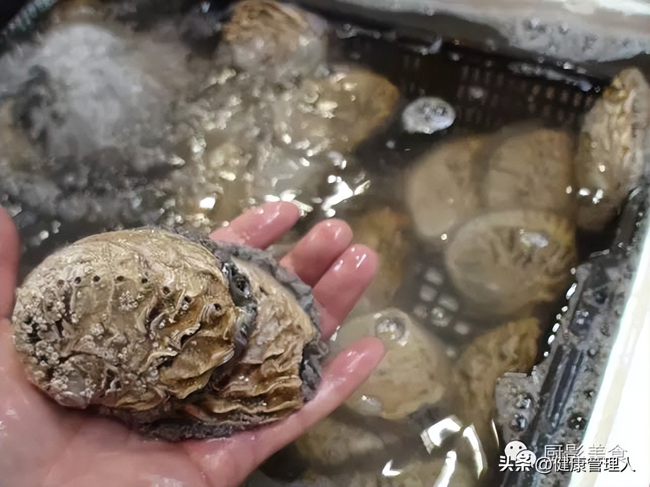 世界顶级海鲜食材,世界顶级的海鲜视频